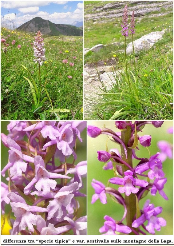 Gymnadenia conopsea var.aestivalis - Parco nazionale Gran Sasso e Laga  luglio 2020_2024.